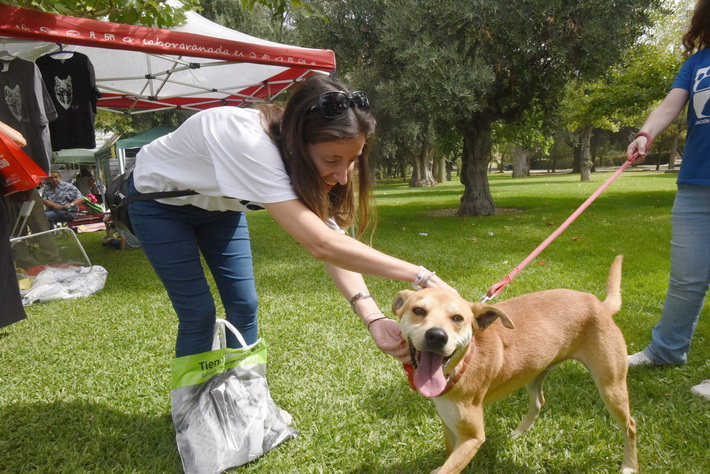 xito de participacin en la II Feria de Adopcin de Mascotas.